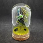 Cloche entomologique avec diorama montrant une cétoine Dicronorrhina derbanya layardi en vol.