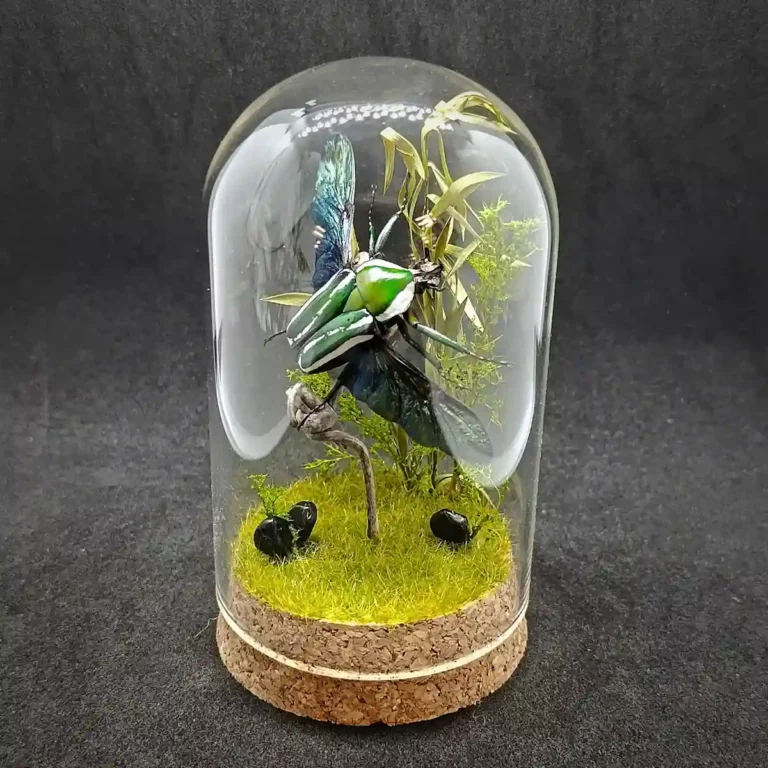 Cloche entomologique avec diorama montrant une cétoine Dicronorrhina derbanya layardi en vol.