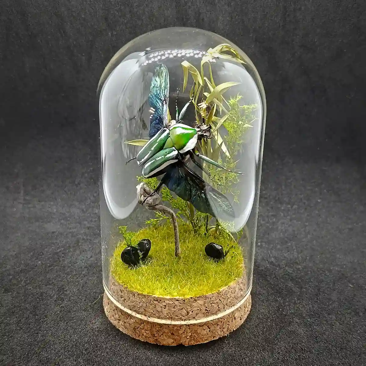 Cloche entomologique avec diorama montrant une cétoine Dicronorrhina derbanya layardi en vol.