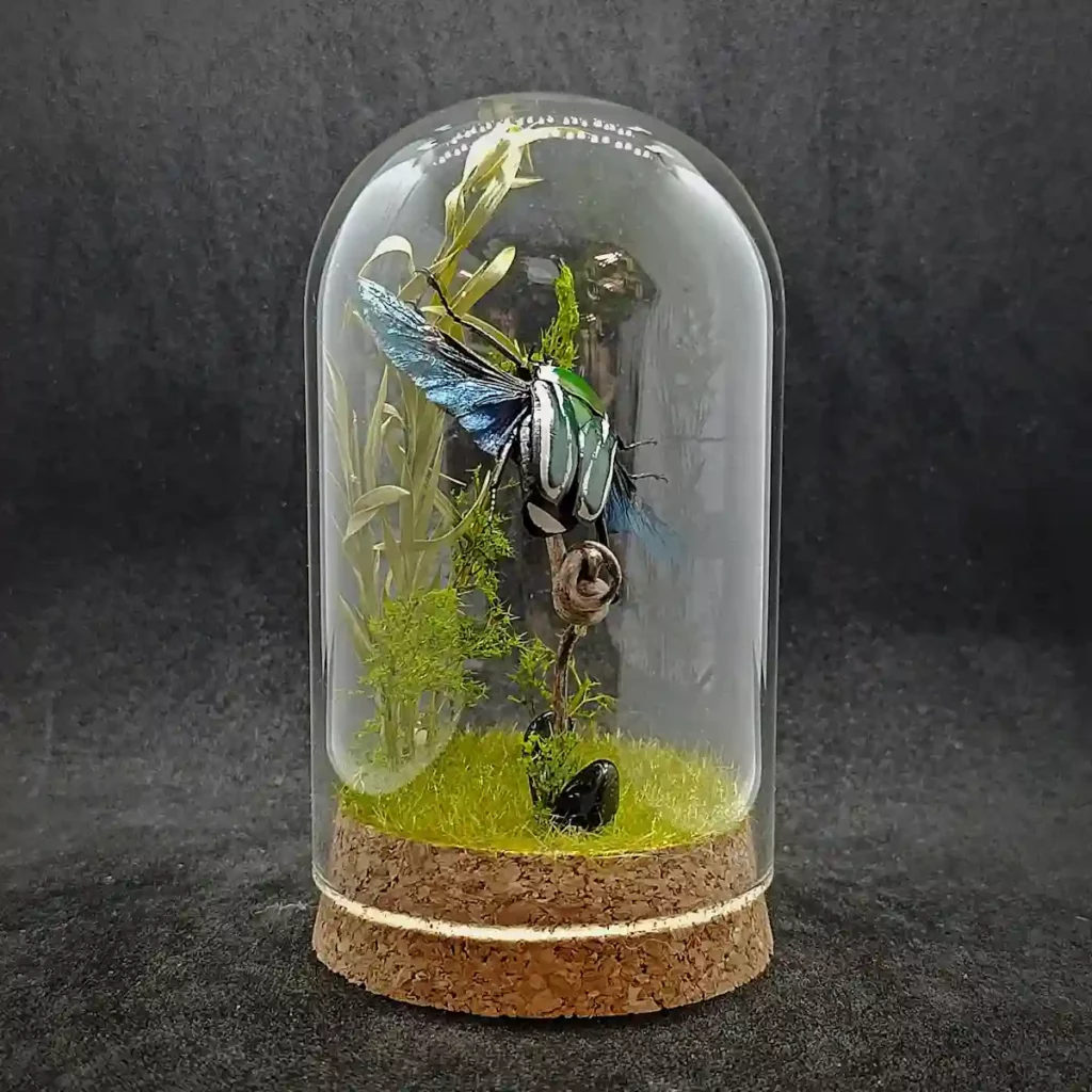 Cloche entomologique avec diorama montrant une cétoine Dicronorrhina derbanya layardi en vol.