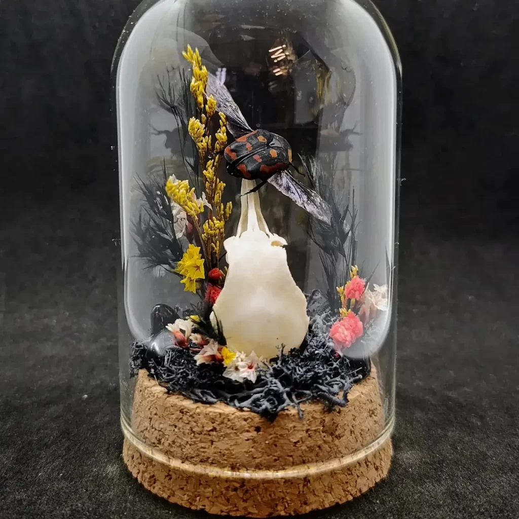 Cloche entomologique avec taxidermie de crâne de pigeon et scarabée Iskuulka.