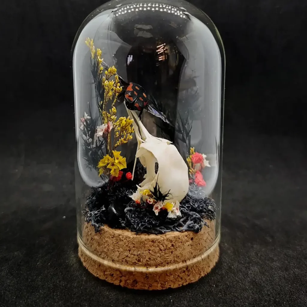 Cloche entomologique avec taxidermie de crâne de pigeon et scarabée Iskuulka.