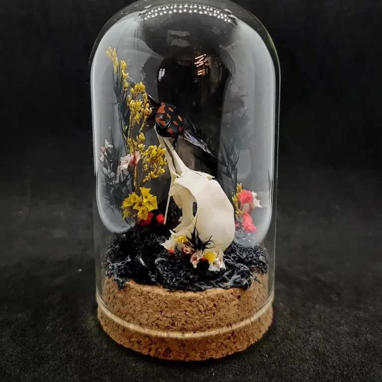 Cloche entomologique avec taxidermie de crâne de pigeon et scarabée Iskuulka.