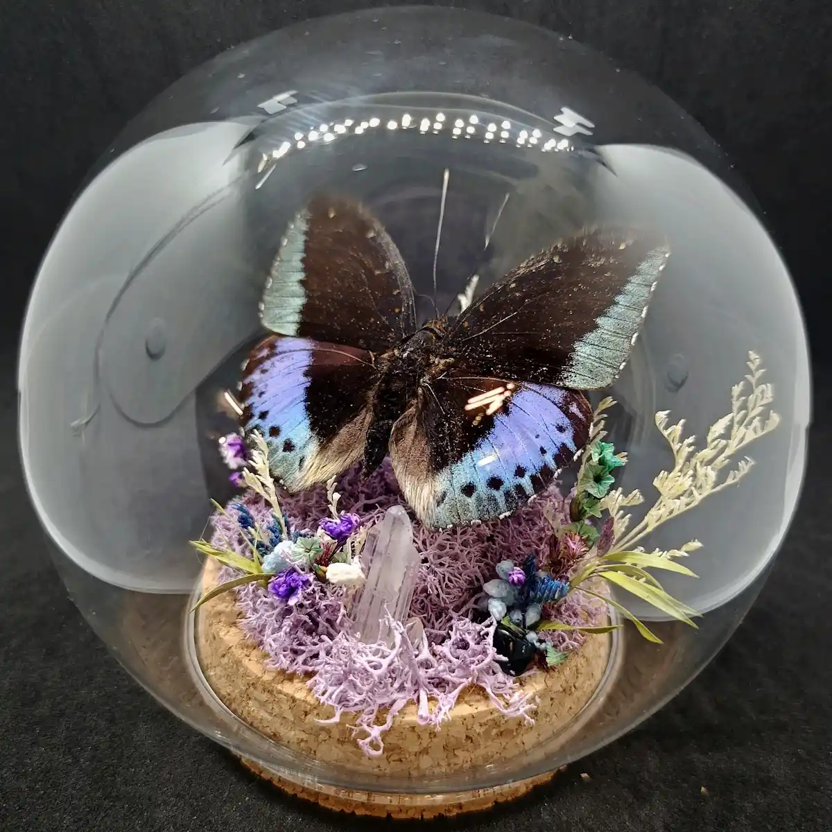 Globe entomologique avec un diorama représentant le papillon Lexias cyanipardus.