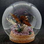 Globe entomologique avec un diorama représentant le papillon Lexias cyanipardus.