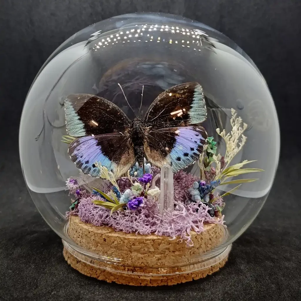 Globe entomologique avec un diorama représentant le papillon Lexias cyanipardus.