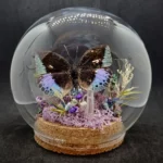 Globe entomologique avec un diorama représentant le papillon Lexias cyanipardus.