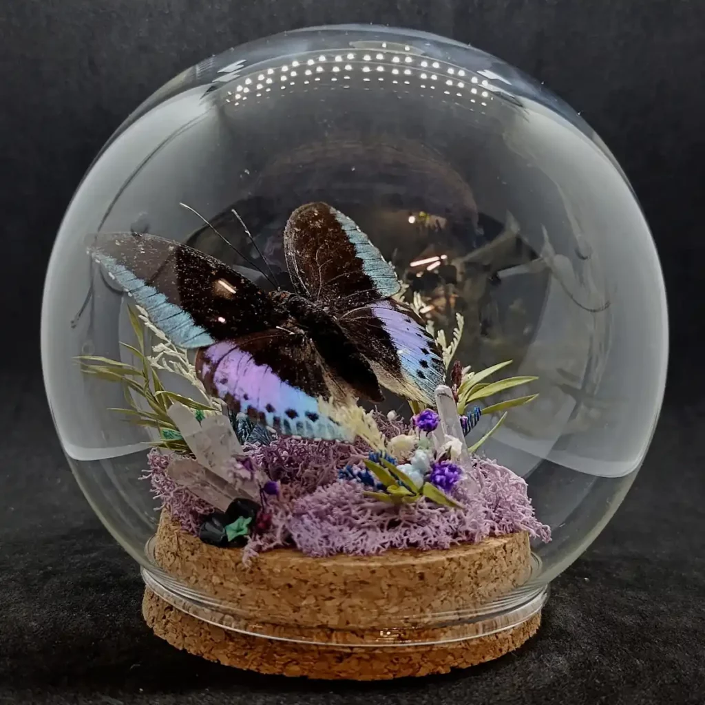 Globe entomologique avec un diorama représentant le papillon Lexias cyanipardus.