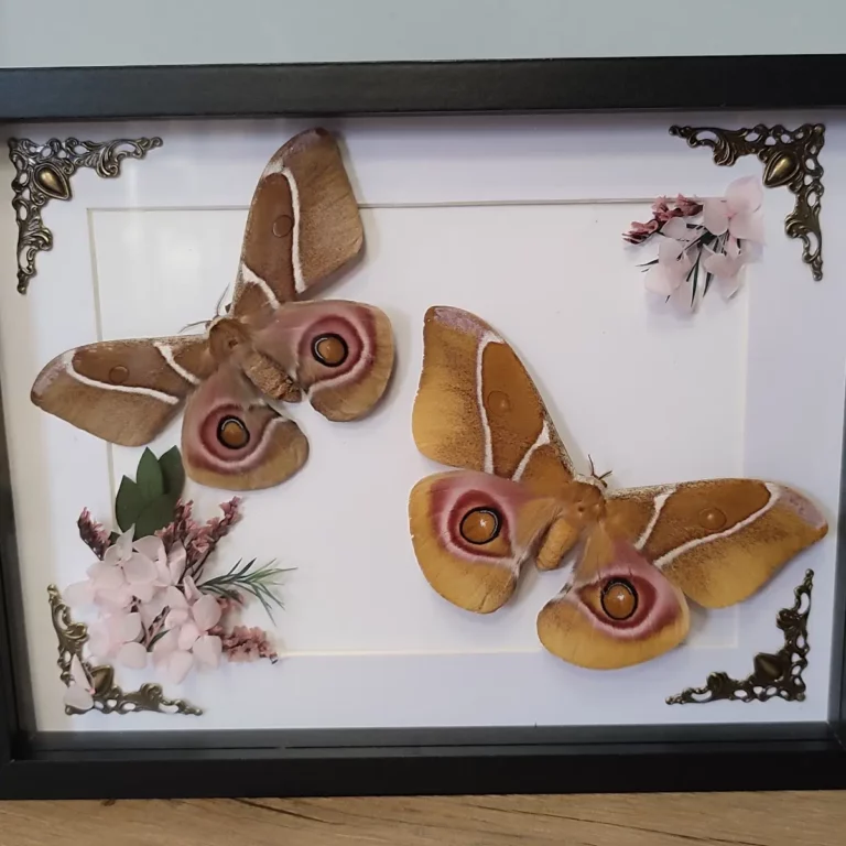 Cadre entomologique avec deux papillons Antherina suraka, décorés d'une composition florale rose.