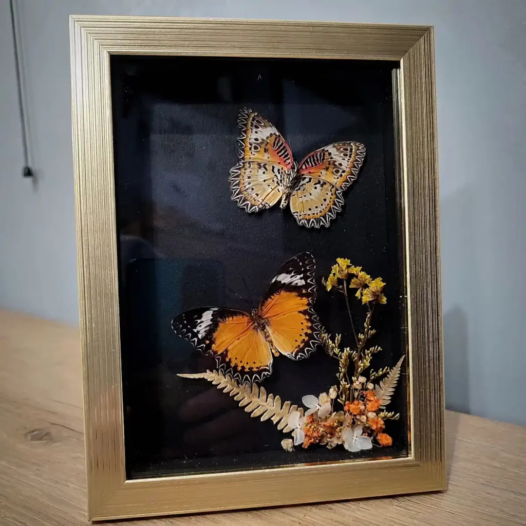 Cadre entomologique avec un couple de papillons Cethosia cyane et Euanthes, mâle et femelle, décoré d'une composition florale.