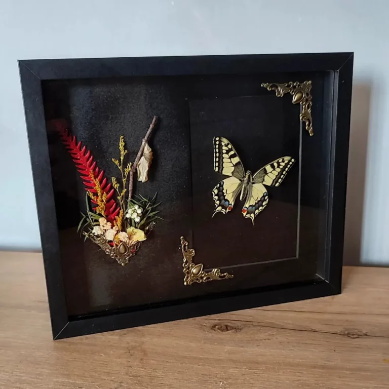 Cadre entomologique avec papillon Papilio machaon, décoré d'une composition florale.