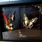 Cadre entomologique avec papillon Papilio machaon, décoré d'une composition florale.