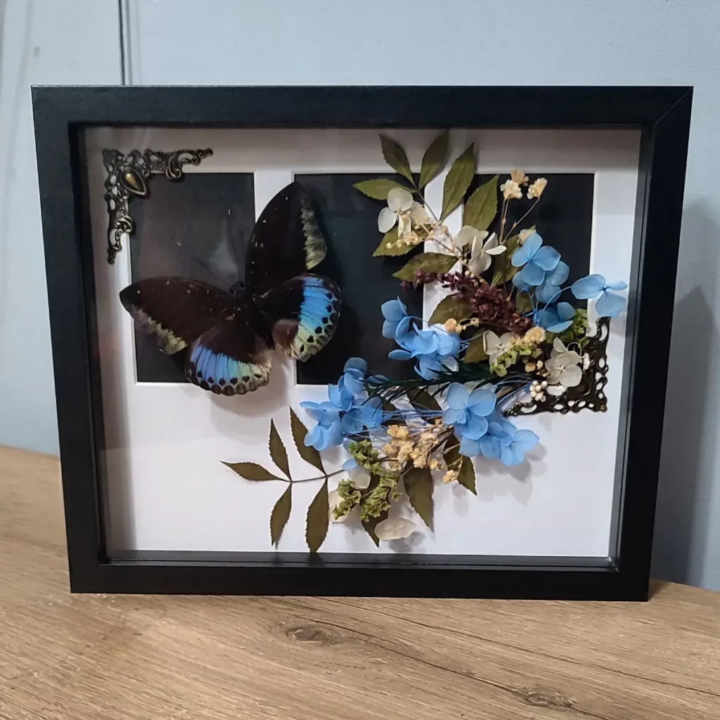 Cadre entomologique avec papillon Lexias cyanipardus, décoré d'une composition florale bleue.