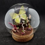 Globe entomologique avec diorama montrant un papillon Charaxes eupale.