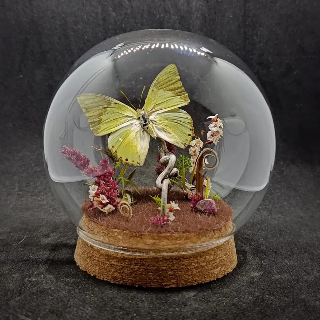 Globe entomologique avec diorama montrant un papillon Charaxes eupale.