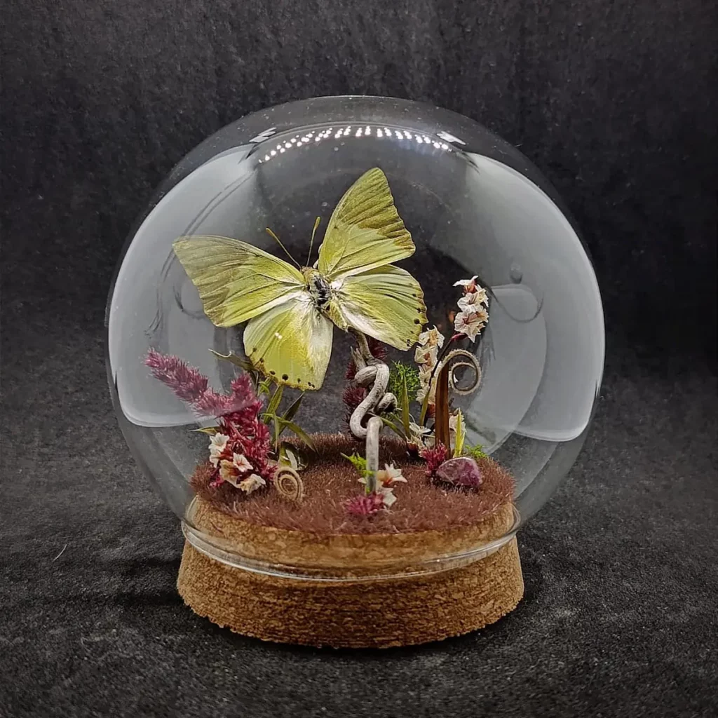 Globe entomologique avec diorama montrant un papillon Charaxes eupale.