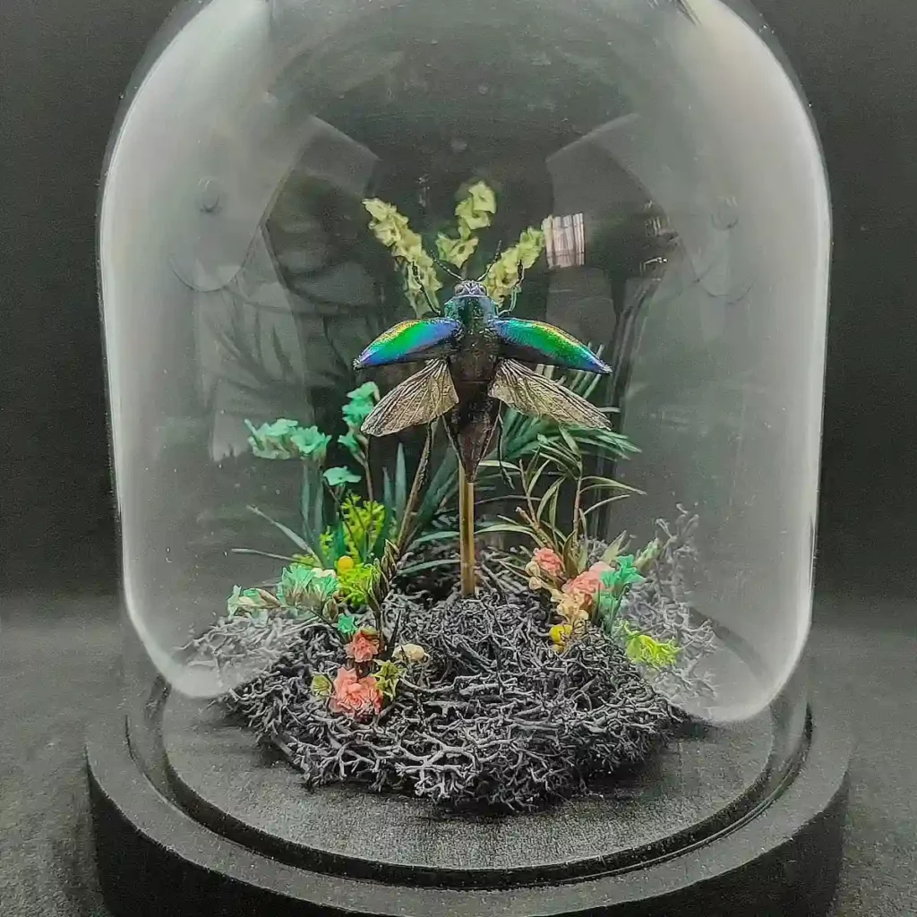 Cloche entomologique avec scarabée Cyphogastra calepyga, décoré de fleurs naturelles.