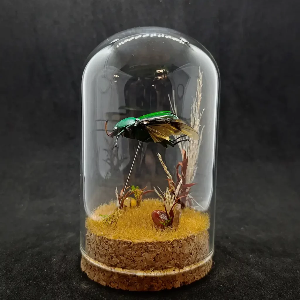 Cloche entomologique avec diorama montrant un scarabée Eudicella morgani.