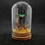 Cloche entomologique avec diorama montrant un scarabée Eudicella morgani.