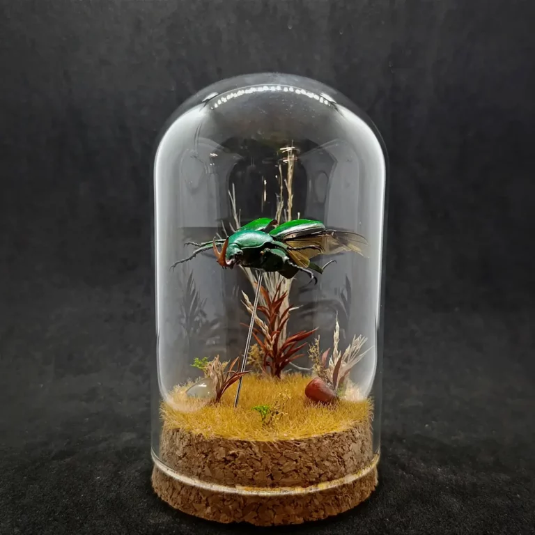 Cloche entomologique avec diorama montrant un scarabée Eudicella morgani.