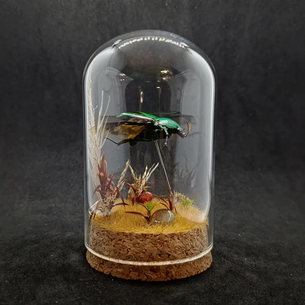 Cloche entomologique avec diorama montrant un scarabée Eudicella morgani.