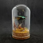 Cloche entomologique avec diorama montrant un scarabée Eudicella morgani.