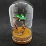 Cloche entomologique avec diorama montrant un scarabée Eudicella morgani.