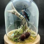 Cloche entomologique avec diorama montrant un longicorne Diastocera wallichi tricincta, décoré de bois, mousse, lichen et pierre d'opale.