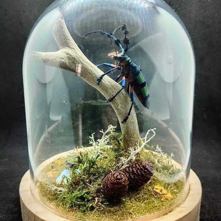 Cloche entomologique avec diorama montrant un longicorne Diastocera wallichi tricincta, décoré de bois, mousse, lichen et pierre d'opale.