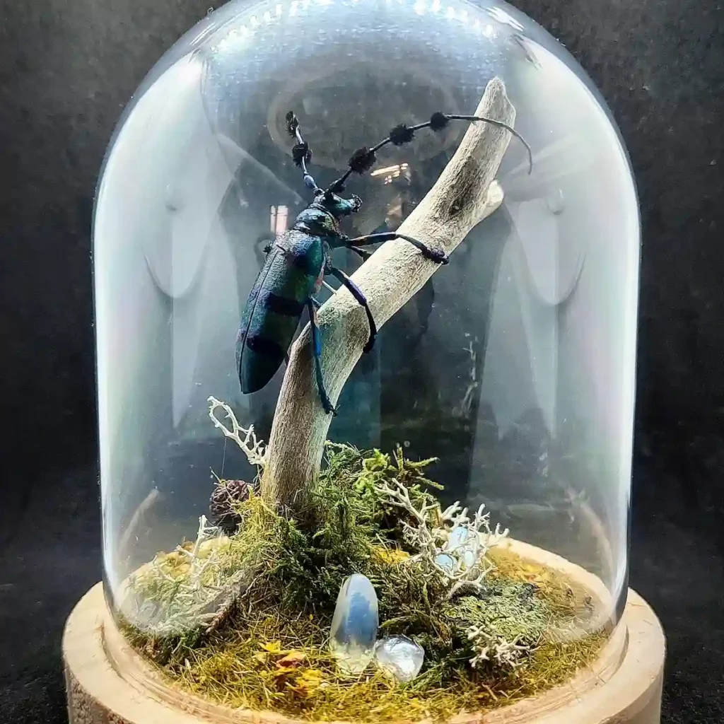 Cloche entomologique avec diorama montrant un longicorne Diastocera wallichi tricincta, décoré de bois, mousse, lichen et pierre d'opale.