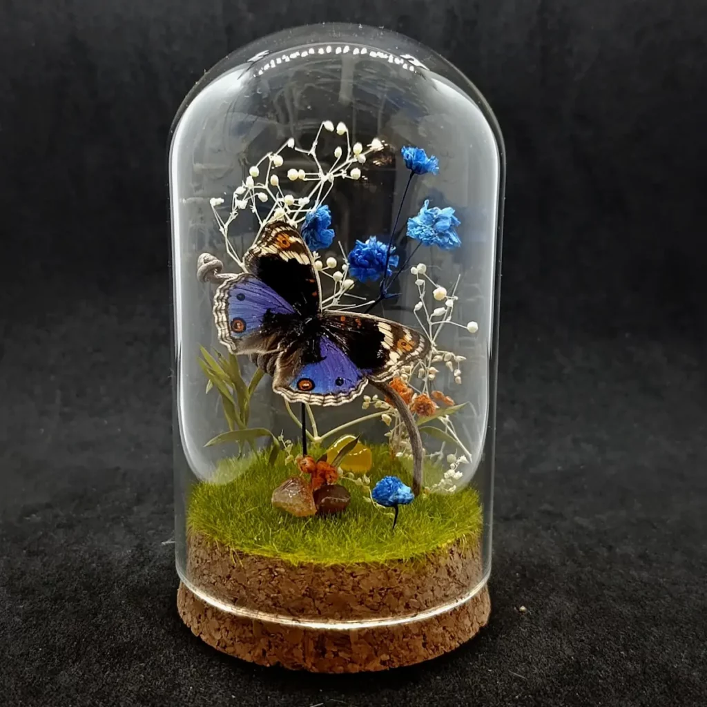 Cloche entomologique avec papillon Junonia orithya, décoré d'une composition florale orange et bleue et de pierres d'agate.