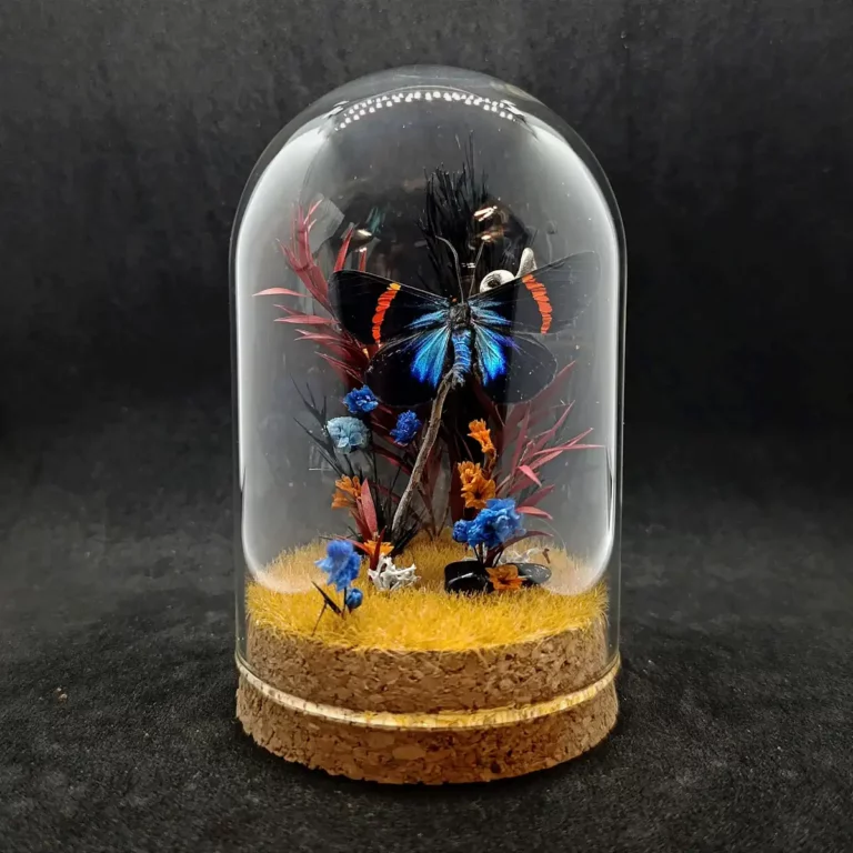 Cloche entomologique avec diorama montrant un papillon Milionia fulgida, décoré de pierre d'obsidienne.