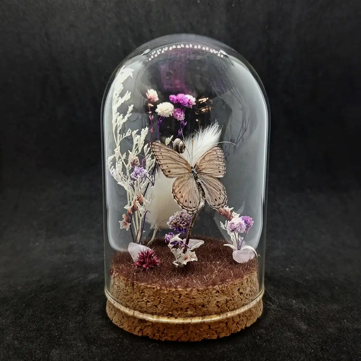 Cloche entomologique avec un papillon Sevenia pechueli, décoré de quartz rose.