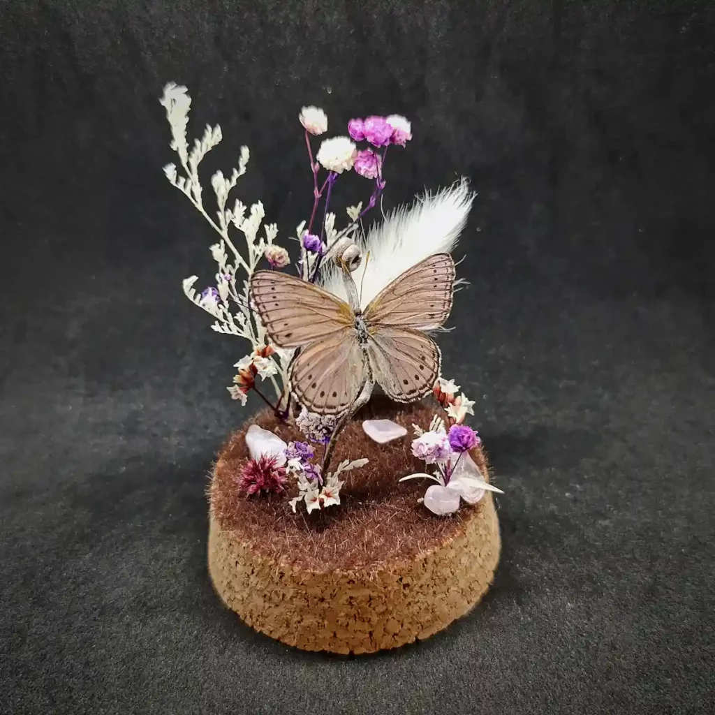 Cloche entomologique avec un papillon Sevenia pechueli, décoré de quartz rose.