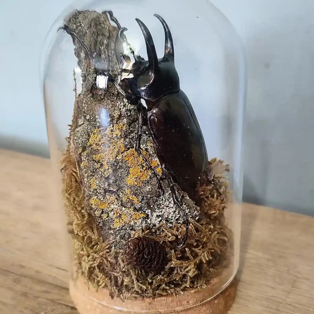 Cloche entomologique avec scarabée Chalcosoma chiron mâle, entouré d'écorce, de mousse et de cônes.