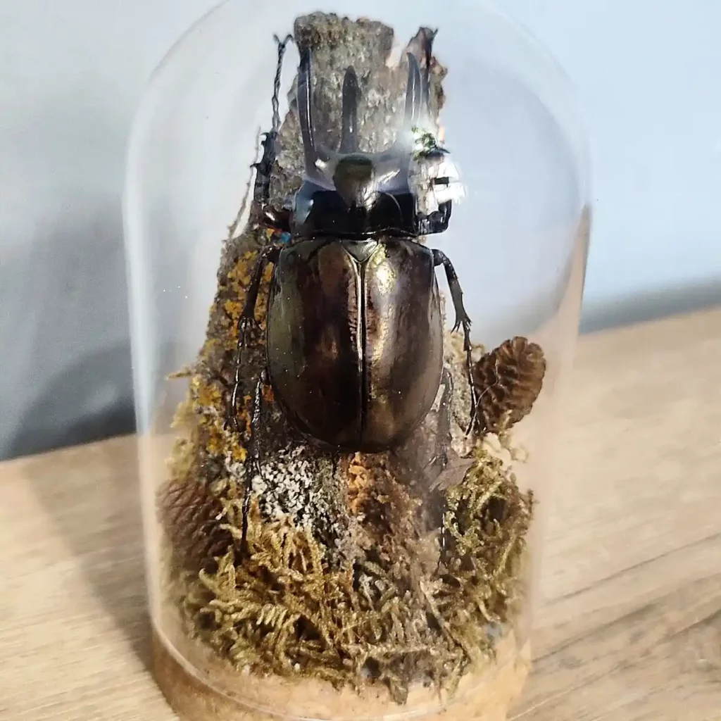 Cloche entomologique avec scarabée Chalcosoma chiron mâle, entouré d'écorce, de mousse et de cônes.