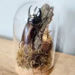 Cloche entomologique avec scarabée Chalcosoma chiron mâle, entouré d'écorce, de mousse et de cônes.