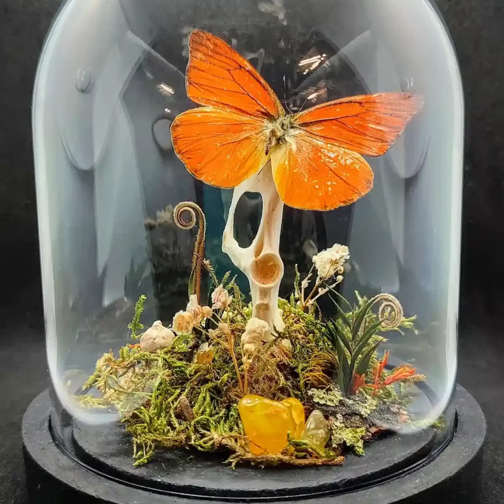 Cloche entomologique avec taxidermie de papillon Appias nero, coléoptère Chrysolina americana, os d'oryctolagus et pierre d'agate jaune.