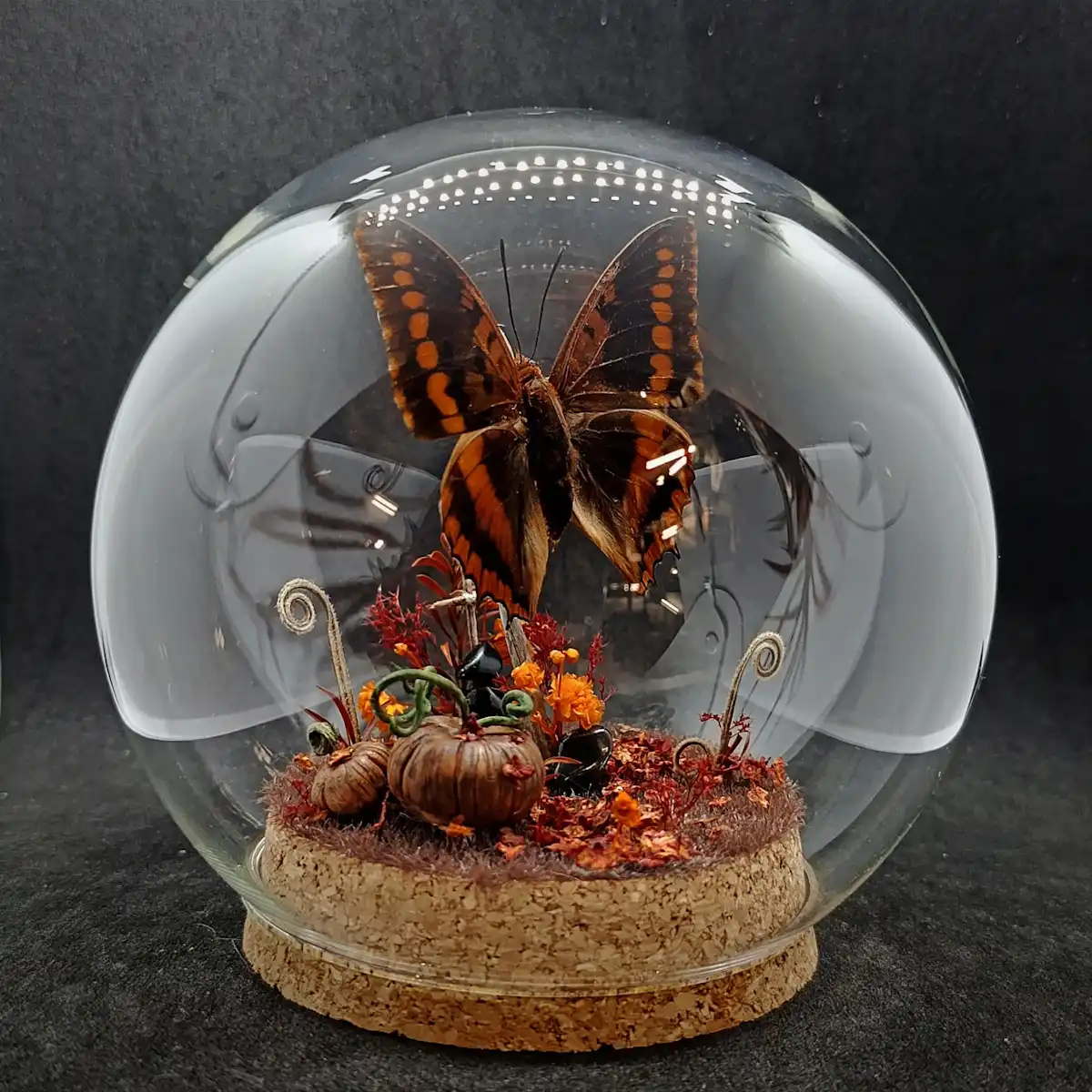 Diorama Halloween dans un globe entomologique avec un papillon Charaxes lucretius intermedius.