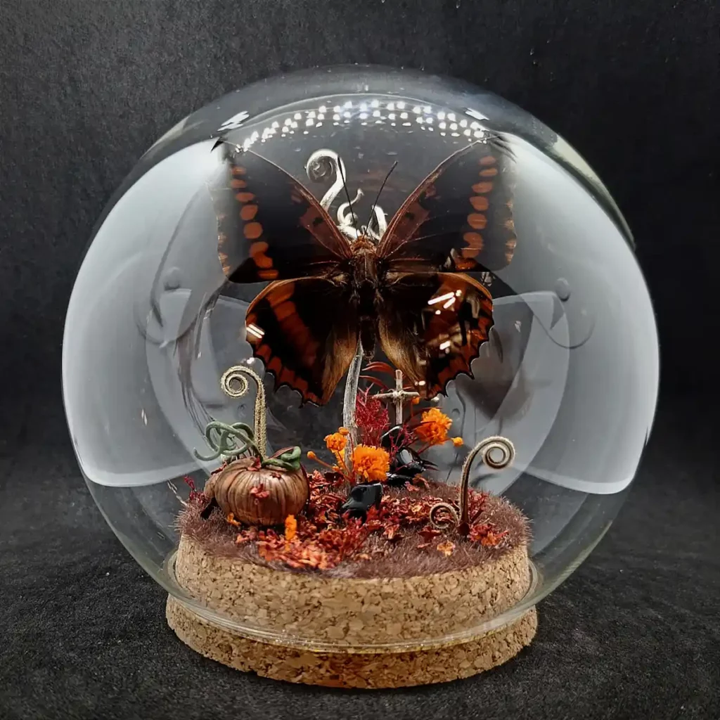 Diorama Halloween dans un globe entomologique avec un papillon Charaxes lucretius intermedius.