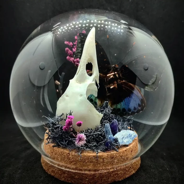 Globe créatif en entomologie avec un papillon Lexias cyanipardus en taxidermie, décoré avec un crâne de corneille et des pierres de kyanite.