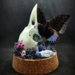 Globe créatif en entomologie avec un papillon Lexias cyanipardus en taxidermie, décoré avec un crâne de corneille et des pierres de kyanite.