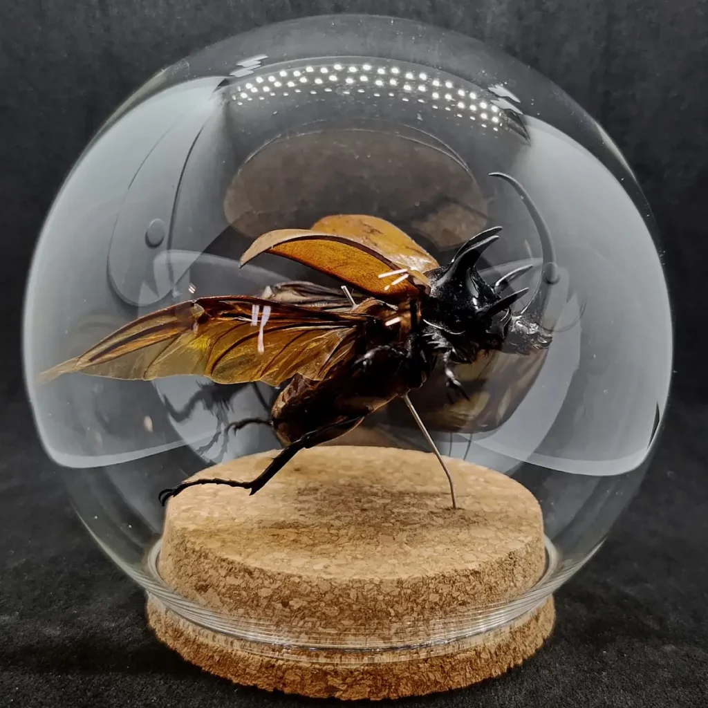 Globe entomologique avec un Chalcosoma atlas Keyboh en vol.