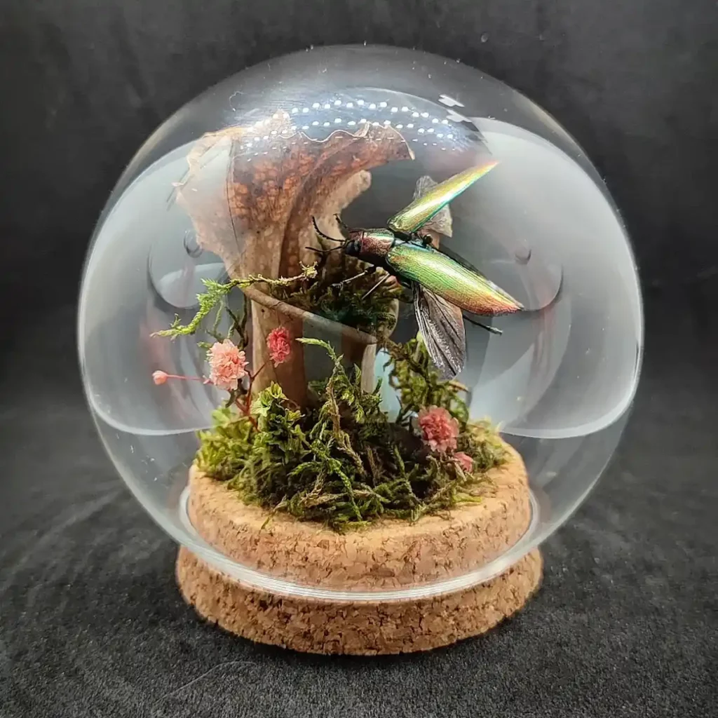 Globe entomologique avec un coléoptère Chrysochroa fulminans aurora sur mousse, végétaux et Sarracenia en opale.