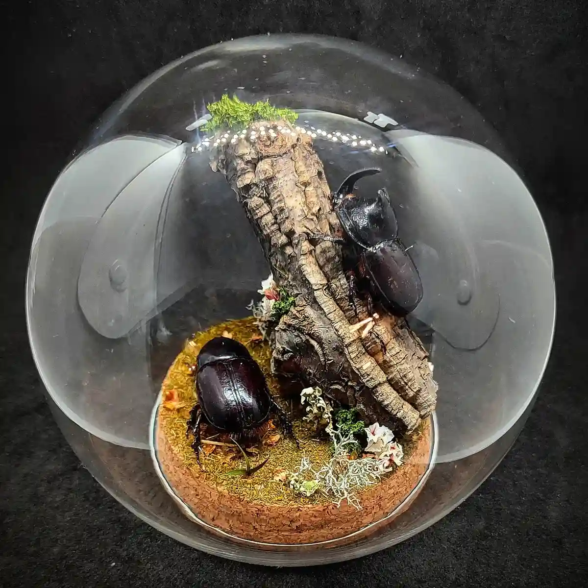 Globe entomologique avec un diorama représentant un couple de scarabées Megaceras morpheus.