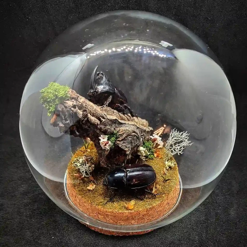 Globe entomologique avec un diorama représentant un couple de scarabées Megaceras morpheus.