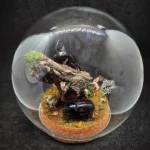 Globe entomologique avec un diorama représentant un couple de scarabées Megaceras morpheus.