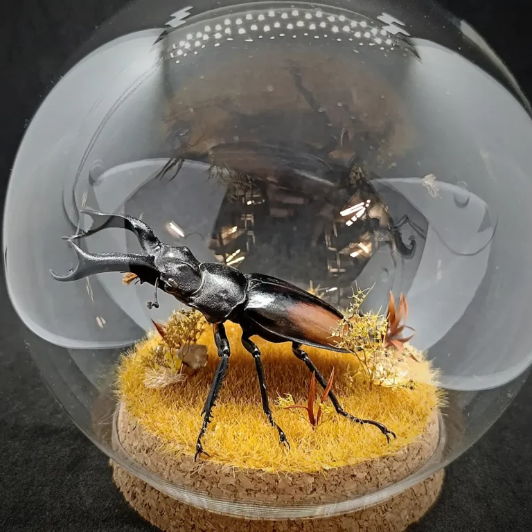 Globe entomologique avec un Hexarthrius parryi.