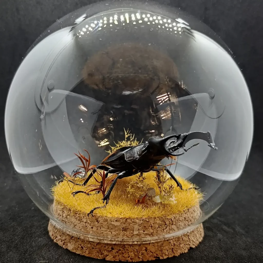 Globe entomologique avec un Hexarthrius parryi.