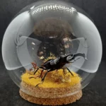 Globe entomologique avec un Hexarthrius parryi.